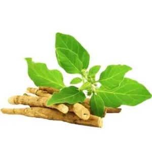 Indian ginseng ashwgandha by Trinetra Pvt. Ltd.