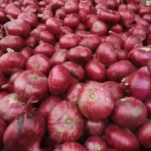 Nasik Red Onion - Image 4