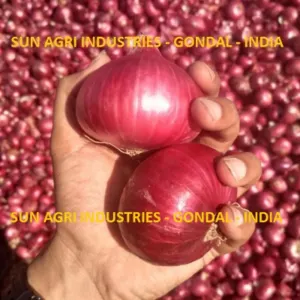 Onion - Image 5