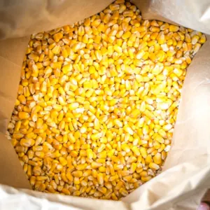 Yellow Maize