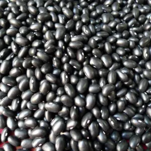 Organic Black Kidney Beans by Delmonte Agro Products  Ltd