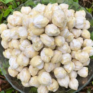CANDLE NUT/KUKUI NUT - Image 2