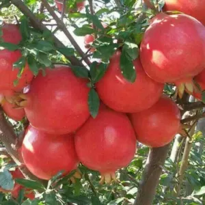 Pomogranates by Rudravir Exim