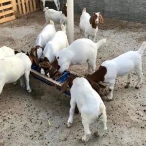 Top Quality Live Boer Goats - Image 2