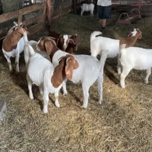 Top Quality Live Boer Goats - Image 3