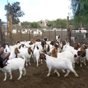 Top Quality Live Boer Goats by Maria Livestock Farm