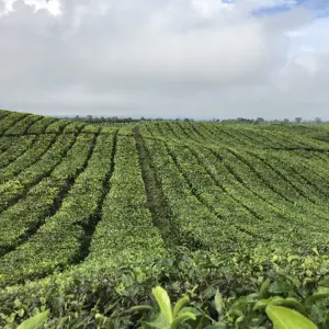 Tea Bag Retail