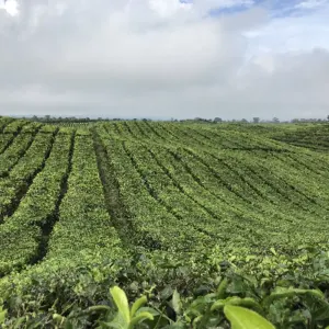 Black Tea Bulk by Indo Agri Center