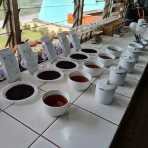 Brewed Tea Retail by Indo Agri Center
