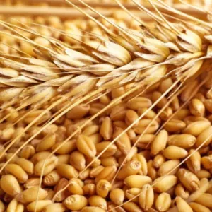 High Quality Wheat Grain from AR;2000 Dried AD COMMON Cultivation with ISO Certification by Impex Trading (Pty)Ltd