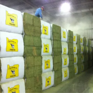 Super Top Quality Alfafa Hay for Animal Feeding by Impex Trading (Pty)Ltd