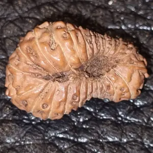 24 Mukhi Rudraksha by Jual.Cash