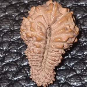 25 Mukhi Rudraksha by Jual.Cash
