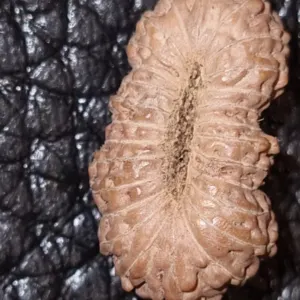 26 Mukhi Rudraksha by Jual.Cash