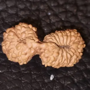 21 Mukhi Gauri Shankarr by Jual.Cash