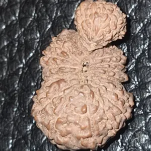 21 Mukhi Naag Shivling - Image 2
