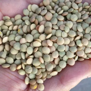 CANADA GREEN,YELLOW AND RED LENTILS by Impex Trading (Pty)Ltd
