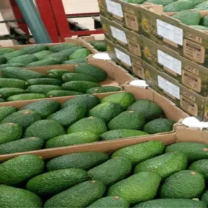 Fresh Avocados fresh hass and fuerte