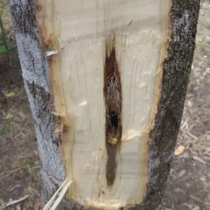 Innoculated Agarwood Blocks - Image 5