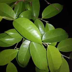 Agarwood Inoculated Dried Leaves - Image 3