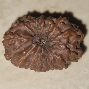 15 Mukhi Rudraksha Bead - Image 2