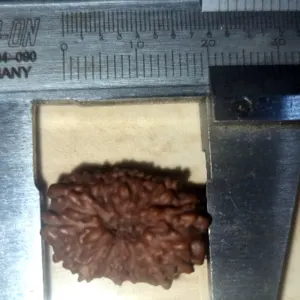 15 Mukhi Rudraksha Bead - Image 3