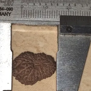 15 Mukhi Rudraksha Bead - Image 2