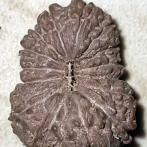 15 Mukhi Rudraksha Bead - Image 3