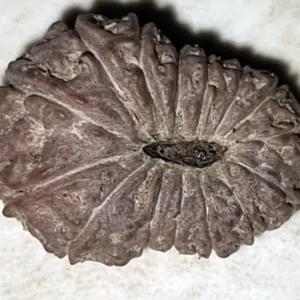 15 Mukhi Rudraksha Bead
