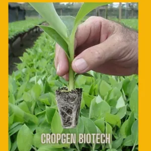 Banana Tissue Culture Plants - Image 2
