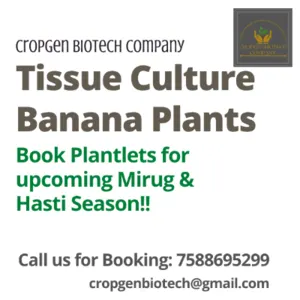 Banana Tissue Culture Plants - Image 3