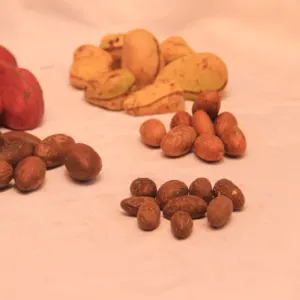 Kola nut, bitter kola by Agronet, LLC