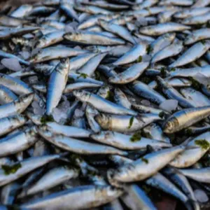 fishes