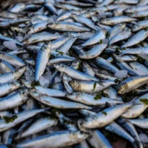 fishes by MANOJ EXPORTS