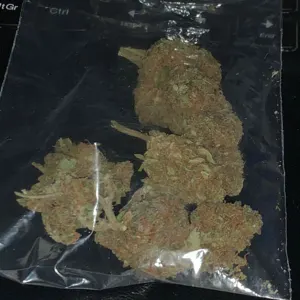 Sativa by Salims trade