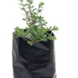 Nursery Bags/Grow bags/plant bags - Image 2