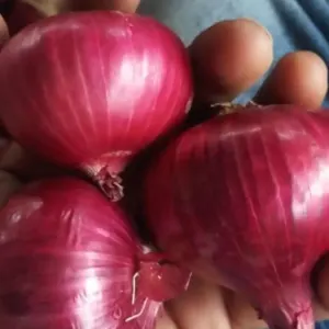 Onion by JIVANDEEP SEVA SANSTHAN Seva sansthan
