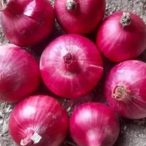 Onion - Image 2