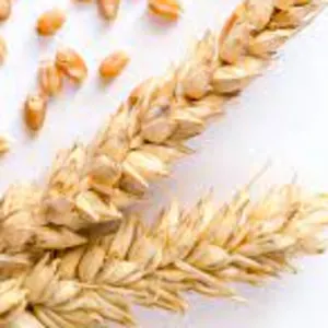 Wheat by TRADEX Aussenhandel GmbH