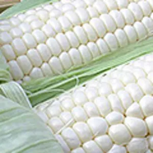White Maize by TRADEX Aussenhandel GmbH