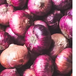 Garlic by Hamman Al Madany International