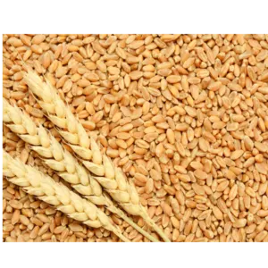 wheat by CREATOMAC
