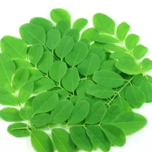 MORINGA - Image 2