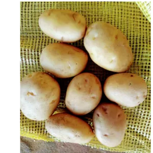 Potato - Image 2