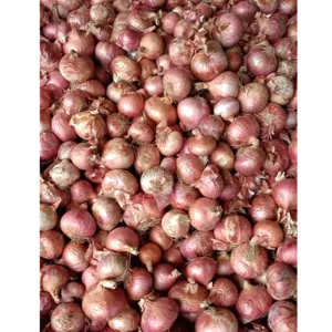 Onion