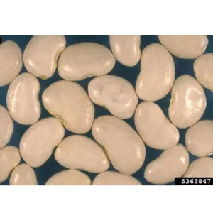 Lima Beans