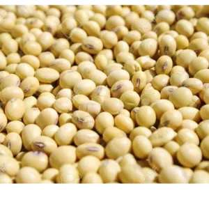 Soya beans by Tops Agro and Allied Global products ltd