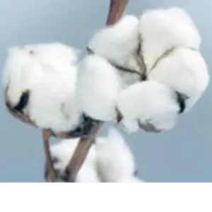 Cotton lints