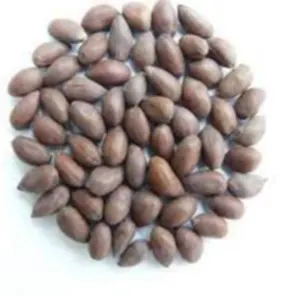 Cotton seeds
