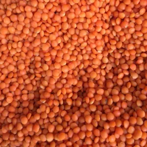 Lentils by Z methoda resources